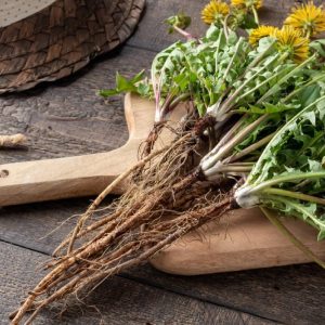 Dandelion Root