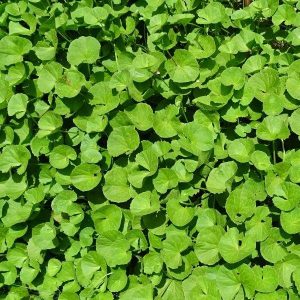 Brahmi