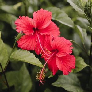 Hibiscus