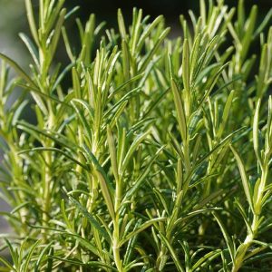 Rosemary