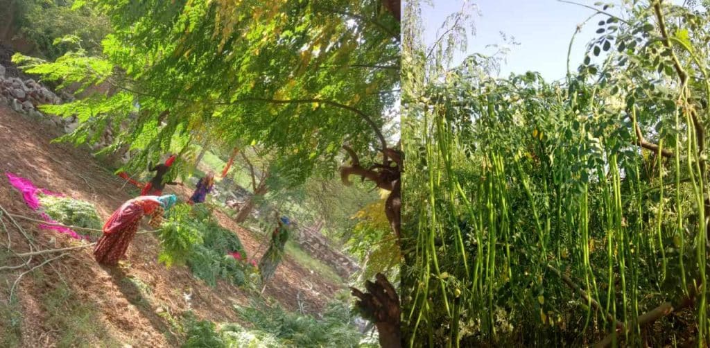 orgo all natural moringa farm 2