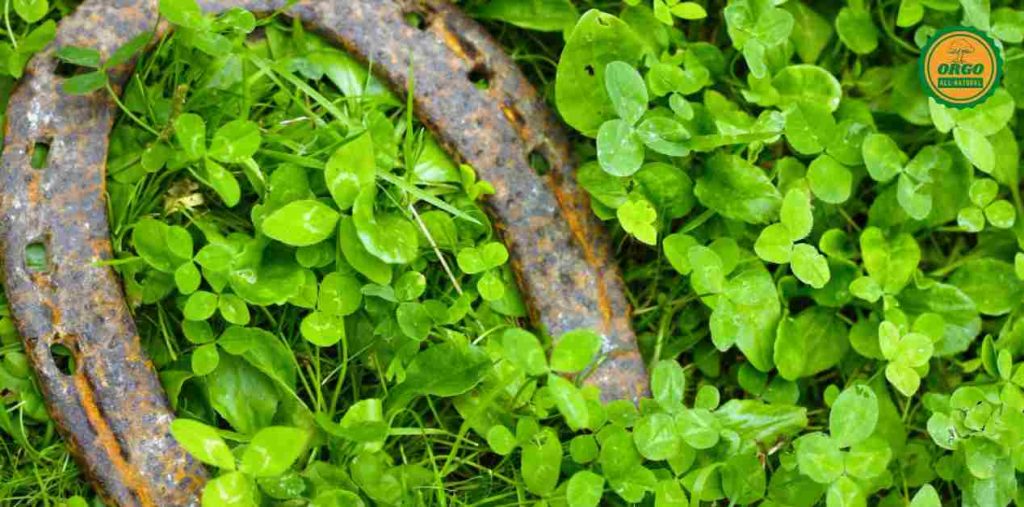 brahmi