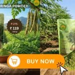 Moringa powder banner