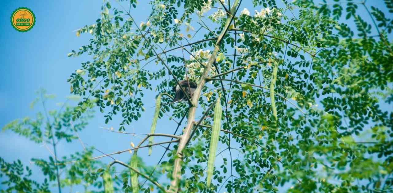 Moringa Miracle Tree