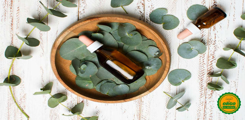 Top 10 Eucalyptus Oil Uses And Benefits