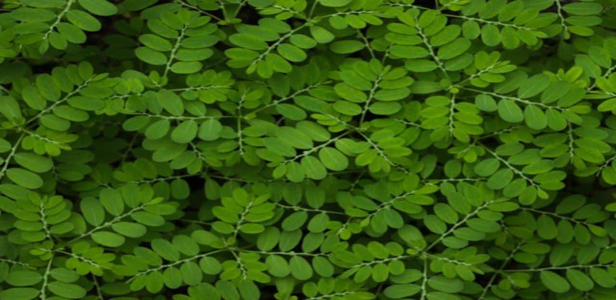 Bhumi Amla: Benefits, Uses,Dosage And Side Effects