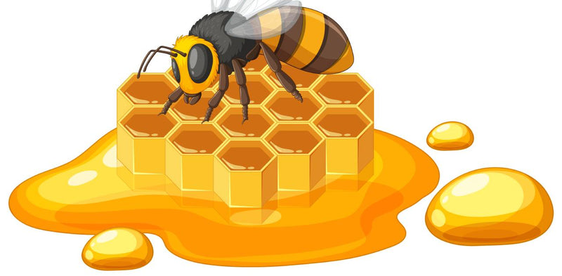 Honey: Medicinal Properties and Uses