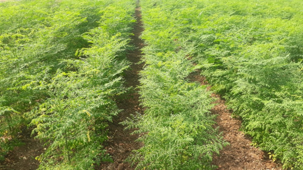 Moringa Powder Price in India | Moringa Powder Wholesale Price in India | Bulk Moringa powder Supplier and Distributor | Buy Moringa Powder in Bulk