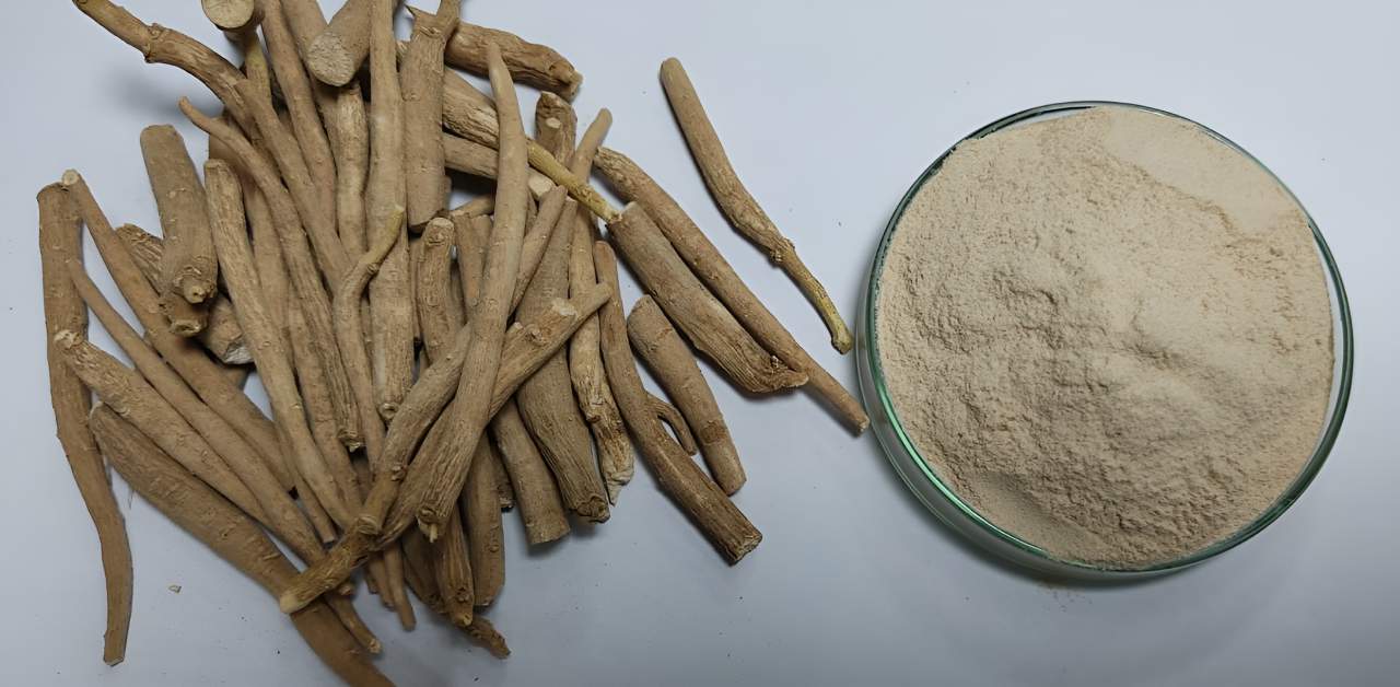 Ashwagandha Powder Extract in USA