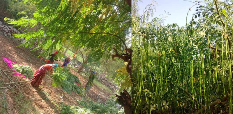 Organic Moringa Powder Supplier in Ontario Canada