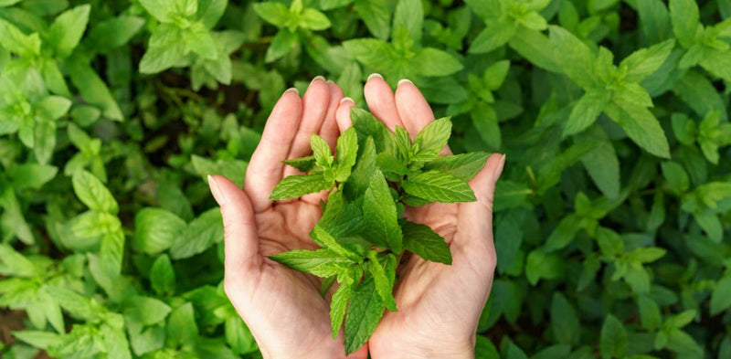 Stevia Supplier Wholesaler in France