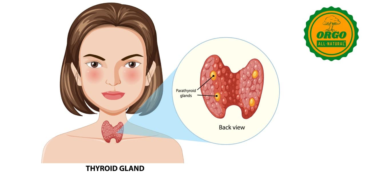 Normal Thyroid Hormone Levels: Ranges, symptoms, and meaning of TSH levels