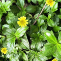 Bhringraj