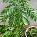 Curry Leaf