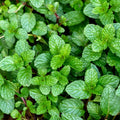 Mint (Peppermint, Spearmint)