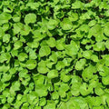 Brahmi