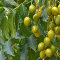 Neem Leaf