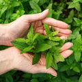 Stevia