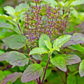 Tulsi (Holy Basil)