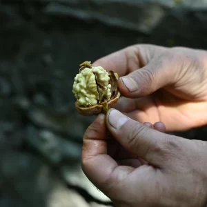 Product: Kanz & Muhul Season’s Kashmiri Walnuts