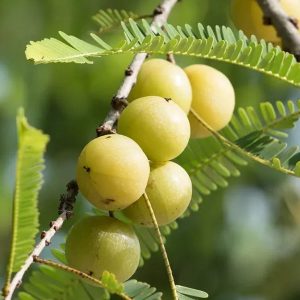Amla (Indian Gooseberry)